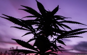 MUI Isyaratkan Bolehkan Penggunaan Ganja Medis, Mengacu Pada Hukum Nikotin