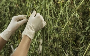 BNN Kekeh Tolak Wacana Legalisasi Ganja Medis: Kita Tegakkan Hukum-hukum Positif