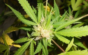 Legalisasi Ganja Kini Dikhawatirkan Bawa Dampak Negatif ke Pariwisata Thailand, Kenapa?