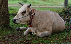 Ratusan Hewan Ternak di Makassar Dinyatakan Tak Layak Untuk Kurban, Begini Kondisinya