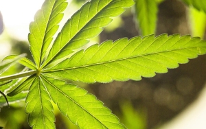 130 Kg Ganja Dicampur Ampas Singkong Ditemukan Dalam Truk di Pelabuhan Bakauheni