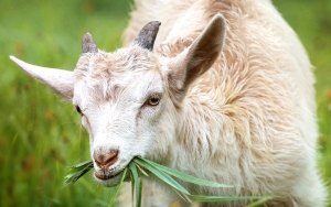 Perut Tercabik Hingga Hati-Jantung Hilang, 21 Kambing di Indramayu Alami Serangan Misterius