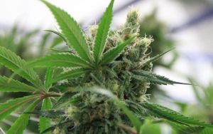 Buntut Panjang Legalisasi Ganja, Kepala BNN Tegas Menolak: Lebih Selamatkan Generasi Muda
