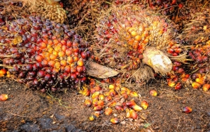 Belum Pernah Terjadi, Harga Sawit Terjun ke Angka Rp 500 per Kg Buat Petani Makin Meradang