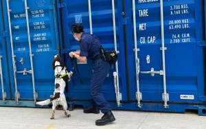 Hong Kong Bentuk Tim Anjing Khusus Deteksi Penyelundupan Tembakau Ilegal