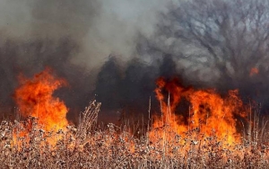1 Warga Tewas Terpanggang Hidup-hidup dalam Kebakaran Hutan di Tapanuli Utara