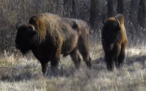 Kembali ke Inggris Usai Ribuan Tahun, Bison 'Woolly Bulldozers' Punya Misi Lawan Perubahan Iklim