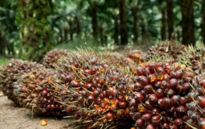 Indonesia Akan Kembangkan Industri Minyak Makan Merah di Tengah Anjloknya Harga Sawit, Apa Itu?