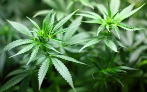 WN Jerman yang Tinggal di Kalimantan Utara Dihukum 5 Tahun Penjara Usai Beli Permen Ganja Medis