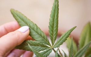 Nasib Ganja Medis Diputuskan Dalam Sidang MK Hari Ini