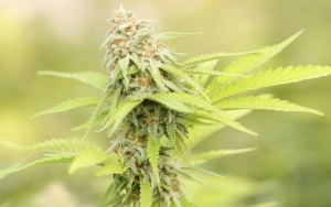 Permohonan Ganja Medis untuk Kesehatan Ditolak MK