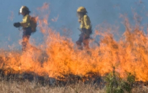 100 Juta Lebih Warga AS Berada dalam Ancaman Panas saat Kebakaran Hutan Melanda 12 Negara Bagian