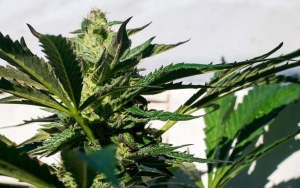 Respons Penggugat Usai Gugatan Soal Legalisasi Ganja Medis Ditolak MK, Minta Pemerintah Kaji Ulang