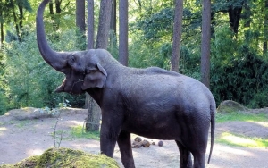 Seekor Gajah Pekerja di Thailand Menusuk Pawang Sendiri Dengan Gadingnya Hingga Tewas