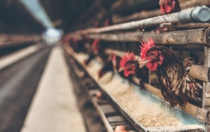 RI Ekspor Ayam ke Singapura, Siap Bangun Peternakan Baru di Batam?