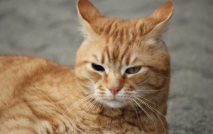 3 ABG Pelaku Bully yang Suruh Bocah Tasikmalaya Setubuhi Kucing Sudah Diamankan, Ikut Stres?