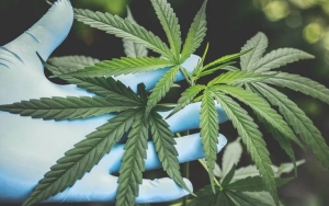 Ancam Kesehatan Anak-anak, 800 Lebih Dokter di Thailand Mulai Kampanye untuk Setop Legalisasi Ganja
