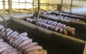 PMK Belum Kelar, 100 Ribu Lebih Ternak Babi di NTT Mati Terpapar African Swine Fever