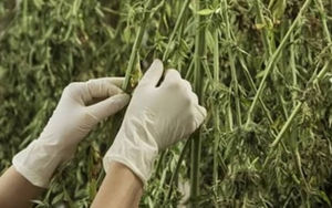 Masih Ada Zat Lain yang Bisa Tolong Orang Sakit, BNN Dukung MK Tolak Legalisasi Ganja