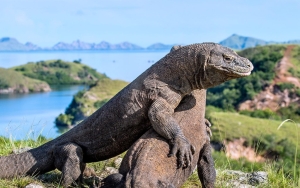 Wisatawan Asing Berakhir Naik Angkutan Umum ke Bandara Komodo Imbas Travel Wisata Ikut Mogok