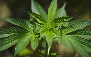 Ingin Berbisnis Ganja, Mahasiswa Thailand Nekat Gasak Puluhan Juta dari Toko Emas