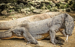 Batal Naik Tahun Ini! Tarif Masuk Pulau Komodo Rp 3,75 Juta Ditunda Hingga 2023