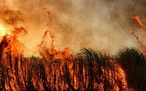 Panik-Loncat dari Kereta Saat Dikepung Kebakaran Hutan di Spanyol, 20 Penumpang Alami Luka Bakar