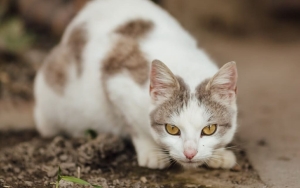 Viral Penembakan Kucing di Sesko TNI Bandung, Brigjen NA Sang Pelaku Disebut Ingin Jaga Kebersihan