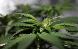 DPR Aceh Rencanakan Bikin Qanun Legalisasi Ganja untuk Medis, Mengacu Pada Aturan Ini
