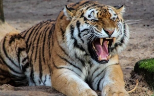 Bertemu Harimau Saat Ingin Buang Air, Karyawan di Riau Dilarikan ke Rumah Sakit