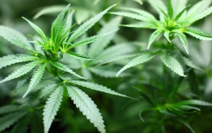 Dikira Kangkung, Turis Singapura Tak Sengaja Makan Ganja Saat Liburan di Thailand