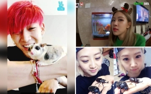 Bambam GOT7 Punya Tupai, 7 Idol Ini Miliki Binatang Peliharaan Tak Biasa