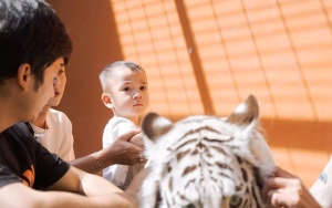 Calon Bos Geng, Rayyanza Nyaris Nekat Tendang Anak Harimau Peliharaan Alshad Ahmad