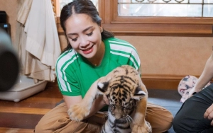 Nagita Slavina Asyik Kelonin Harimau Alshad Ahmad Bak Anak Sendiri
