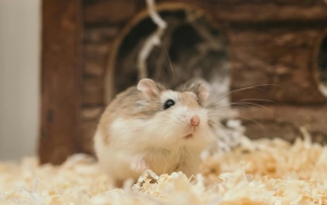 Panduan Komprehensif Merawat Hamster: Tips dan Trik untuk Pemula