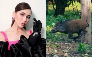 Detik-Detik Ayu Ting Ting Curhat Ngeri soal Rumahnya Didatangi Babi Ngepet