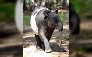 Tapir Viral di Mesuji Disembelih, Polisi Amankan Pelakunya