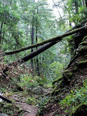Hutan Purba Kuno Ditemukan Tersembunyi di Balik Sinkhole Raksasa di Tiongkok, Bikin Takjub!