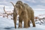 Peneliti Bakal 'Hidupkan Lagi' Mammoth Usai Dapat Suntikan Dana Rp217 Miliar