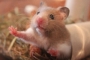 Usai Temukan Hamster Positif COVID-19, Hong Kong Akan Musnahkan 2 Ribu Hewan Kecil Lainnya