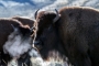Ngeri! Wanita 71 Tahun Asal Pennsylvania Ini Ditanduk Bison Yellowstone