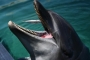 2 Orang Pengunjung Diserang Lumba-lumba Saat Berenang di Pantai Fukui Jepang