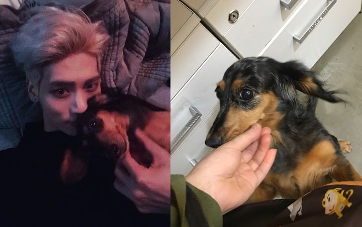 Hilang Sejak Ultah SHINee ke-10, Fans Doakan Anjing Jonghyun Segera Ketemu