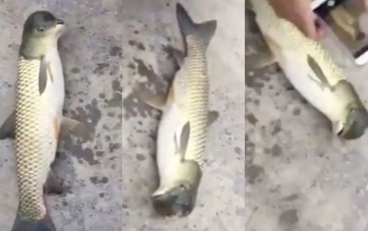 Mengejutkan Nelayan Di Provinsi Guizhou Temukan Ikan Aneh