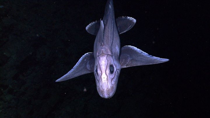Ikan Chimaera