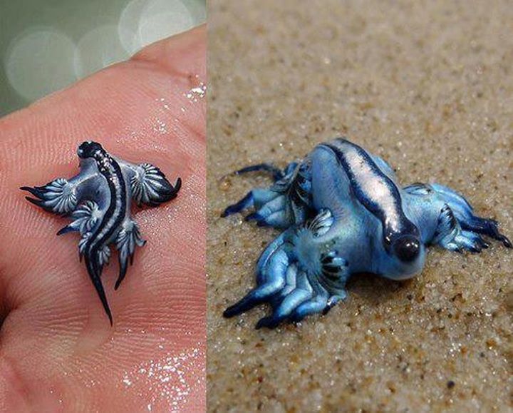 The Blue Dragon