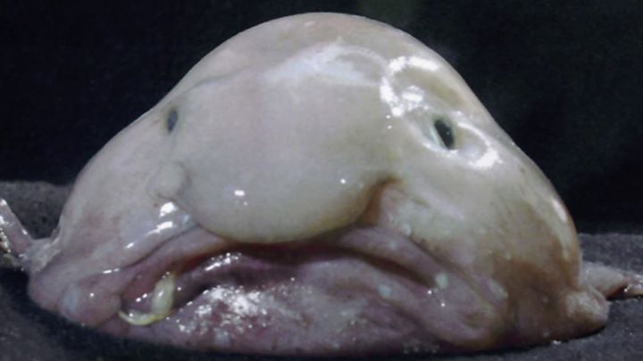 Blobfish