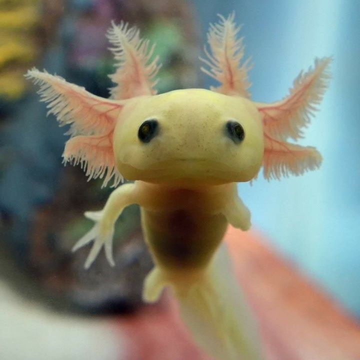 Axolotl