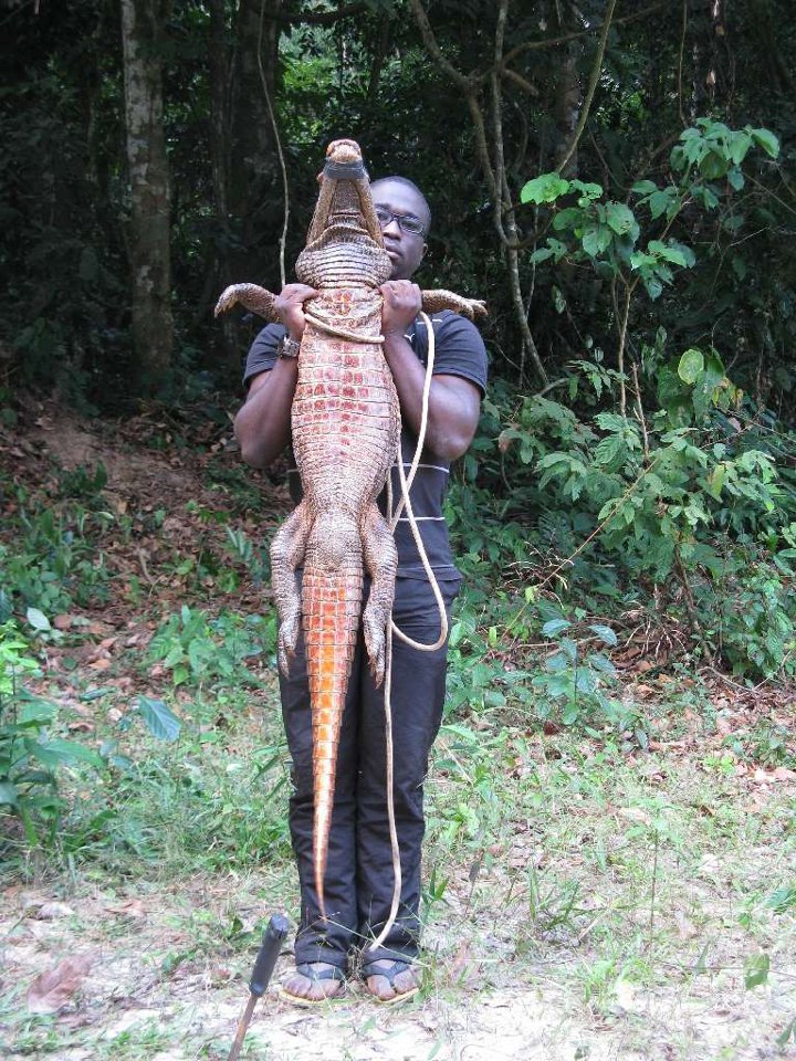 buaya oranye