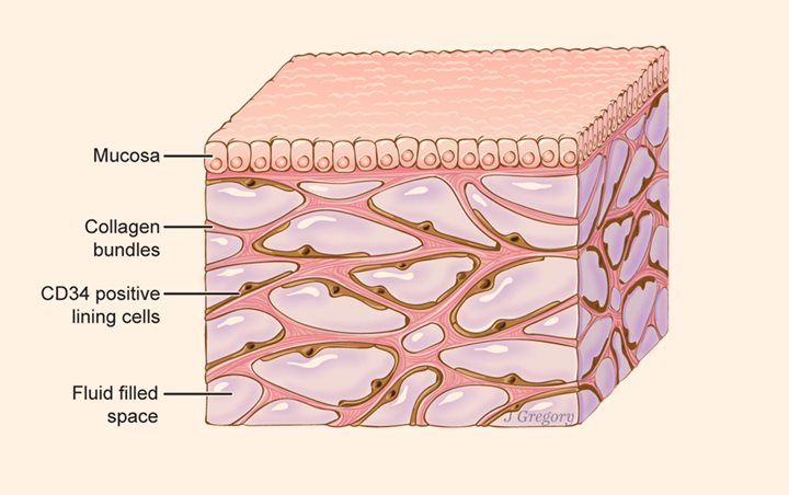 7. Interstitium